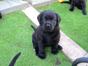 Photo №2 to announcement № 177762 for the sale of labrador retriever - buy in Netherlands private announcement