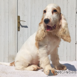 Photo №1. english cocker spaniel - for sale in the city of Zrenjanin | negotiated | Announcement № 76823