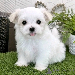 Photo №3. Adorable female Maltese puppy for rehoming. United States