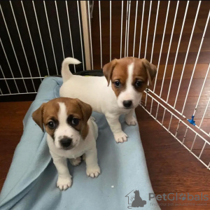 Photo №1. jack russell terrier - for sale in the city of Geneva | 376$ | Announcement № 13362