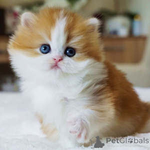 Photo №3. Meet Jasper the little British gentleman with eyes full of warmth and a heart. Switzerland