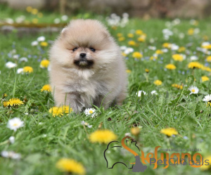 Photo №3. Pomeranian miniature spitz. Serbia
