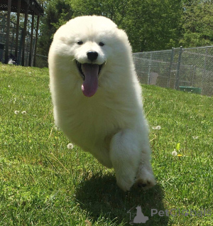 Photo №3. Samojede male. Germany