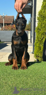 Additional photos: Doberman puppies for sale