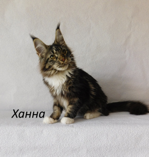 Photo №3. Maine Coon Girl. Russian Federation