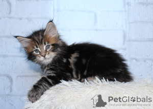 Photo №2 to announcement № 9315 for the sale of maine coon - buy in Russian Federation from nursery, breeder