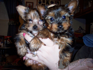 Photo №3. Free Charming Teacup Yorkie Puppies Available Now. Germany