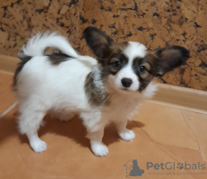 Photo №1. papillon dog - for sale in the city of Москва | 600$ | Announcement № 13261