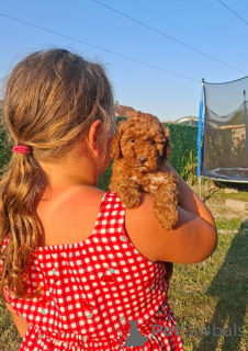 Photo №1. poodle (toy) - for sale in the city of New Garden | negotiated | Announcement № 173874