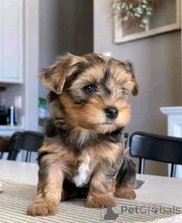 Photo №2 to announcement № 138884 for the sale of yorkshire terrier - buy in Germany private announcement, breeder