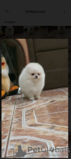 Photo №2 to announcement № 124445 for the sale of pomeranian - buy in Germany private announcement