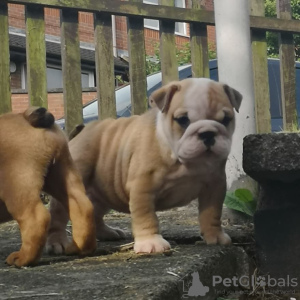 Photo №4. I will sell english bulldog in the city of Bonn. private announcement, from nursery - price - 539$