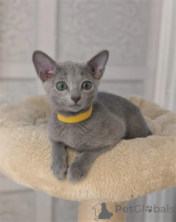 Photo №1. russian blue - for sale in the city of Badenheim | 329$ | Announcement № 152921