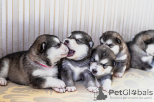 Photo №4. I will sell alaskan malamute in the city of Хаапсалу. private announcement - price - negotiated