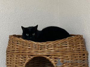 Additional photos: Elegant black cat Thomas as a gift