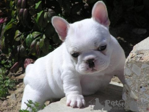 Photo №2 to announcement № 119328 for the sale of french bulldog - buy in Germany private announcement