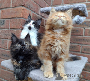Photo №1. maine coon - for sale in the city of Амстердам | negotiated | Announcement № 75594