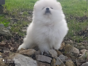 Photo №2 to announcement № 19046 for the sale of pomeranian - buy in Russian Federation private announcement