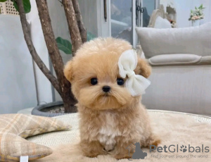 Photo №2 to announcement № 112008 for the sale of poodle (toy) - buy in Switzerland 