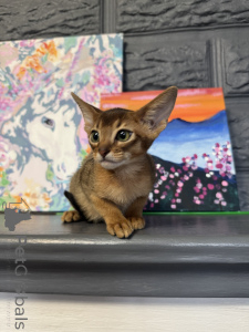 Photo №3. Abyssinian cat, wild color. Belarus