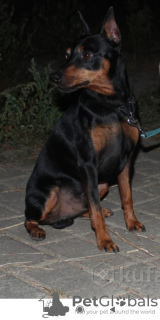 Photo №1. miniature pinscher - for sale in the city of Bobruisk | 228$ | Announcement № 9676
