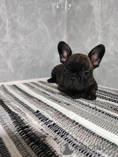 Additional photos: French Bulldog puppies