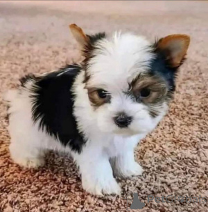 Photo №1. yorkshire terrier - for sale in the city of Helsinki | 400$ | Announcement № 135184