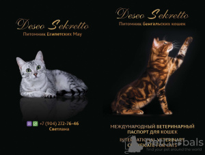 Photo №1. bengal cat - for sale in the city of Syktyvkar | negotiated | Announcement № 13670