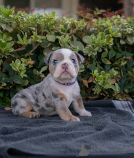 Photo №1. english bulldog - for sale in the city of Braunschweig | 774$ | Announcement № 161172
