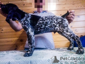 Photo №1. german shorthaired pointer - for sale in the city of Zaporizhia | negotiated | Announcement № 11552