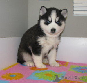 Photo №1. siberian husky - for sale in the city of Jošanička Banja | 475$ | Announcement № 55523