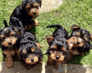 Photo №3. Teacup Yorkshire Terrier Puppy for free adoption. Germany