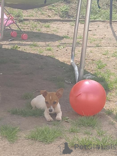 Photo №3. Jack Russell puppies ready for adoption. Belgium