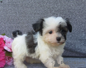 Photo №3. beautiful havanese puppies. Ireland