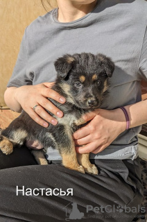 Photo №3. Strong, outgoing and friendly puppy Nastasya is looking for a home.. Russian Federation