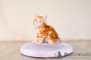 Photo №1. maine coon - for sale in the city of Denver | 310$ | Announcement № 122037