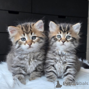Photo №1. siberian cat - for sale in the city of Bielefeld | negotiated | Announcement № 177872