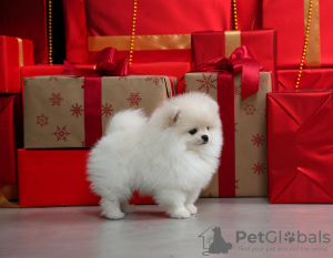 Photo №1. pomeranian - for sale in the city of New York | 400$ | Announcement № 100395