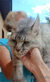 Photo №3. Cat Polydact 66/66. Russian Federation