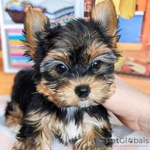 Photo №4. I will sell yorkshire terrier in the city of Гамбург. private announcement - price - 280$