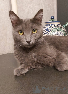 Photo №1. russian blue - for sale in the city of Moskova | Is free | Announcement № 144999