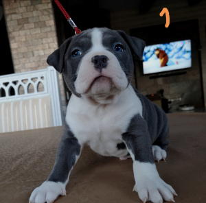 Photo №1. american bully - for sale in the city of Минск | 2234$ | Announcement № 4632