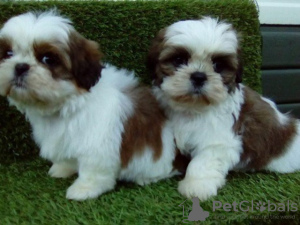 Photo №1. shih tzu - for sale in the city of Онфлёр | 520$ | Announcement № 31690