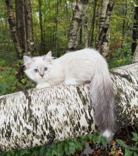 Photo №2 to announcement № 155479 for the sale of siberian cat - buy in Switzerland breeder