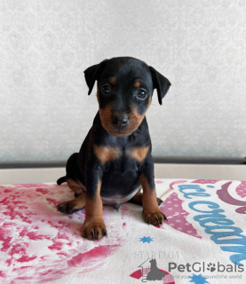 Photo №2 to announcement № 54729 for the sale of miniature pinscher - buy in Estonia from nursery, breeder