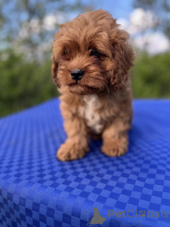 Photo №2 to announcement № 139109 for the sale of kavapu - buy in Ukraine private announcement, from nursery, breeder