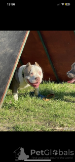 Photo №4. I will sell american bully in the city of Dolgoprudny. from nursery - price - negotiated