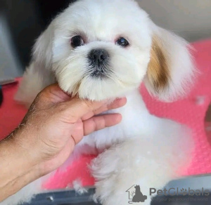 Photo №2 to announcement № 126835 for the sale of yorkshire terrier - buy in France breeder