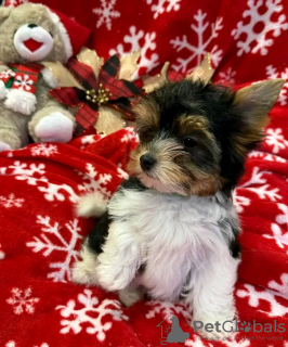 Photo №2 to announcement № 126839 for the sale of  - buy in France 