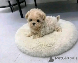 Photo №4. I will sell maltipu in the city of Chicago. breeder - price - 400$